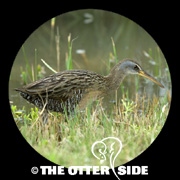 Clapper Rail - Gulf Coast