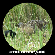 Clapper Rail - Gulf Coast