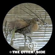 Clapper Rail - Gulf Coast