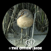 Clapper Rail - Gulf Coast