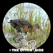 Clapper Rail - Gulf Coast