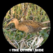 King Rail