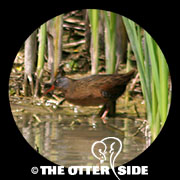 Virginia Rail