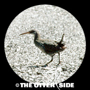 Clapper Rail - Atlantic Coast