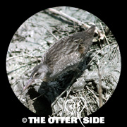 Clapper Rail - Gulf Coast