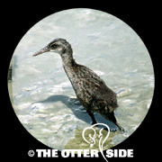 Clapper Rail - Gulf Coast