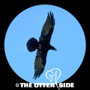 Common Raven