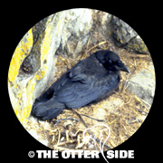 Common Raven
