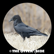 Chihuahuan Raven