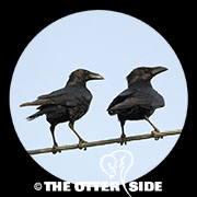 Chihuahuan Raven