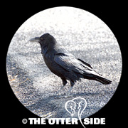 Common Raven