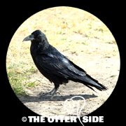 Common Raven