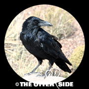 Common Raven