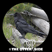 Common Raven