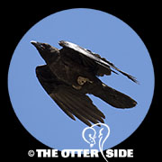 Common Raven