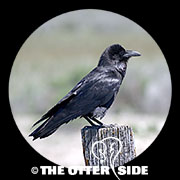 Common Raven