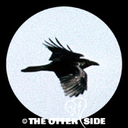 Chihuahuan Raven