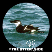 Razorbill