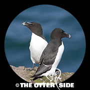 Razorbill