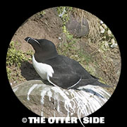 Razorbill