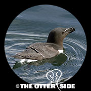 Razorbill