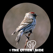 Common Redpoll