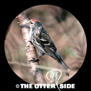 Common Redpoll