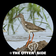Common Redshank