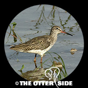 Common Redshank