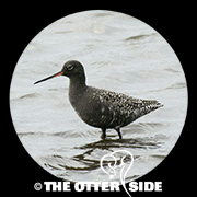Spotted Redshank