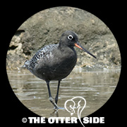 Spotted Redshank