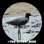 Spotted Redshank