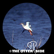Spotted Redshank