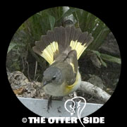 American Redstart