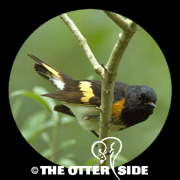 American Redstart