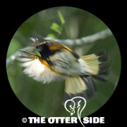 American Redstart