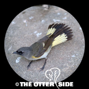 American Redstart