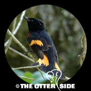American Redstart