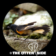 American Redstart