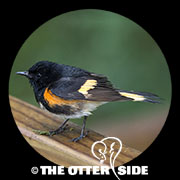 American Redstart