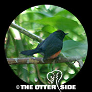 Slate-throated Redstart