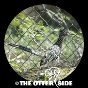 Greater Roadrunner