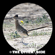 Greater Roadrunner