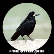 Rook
