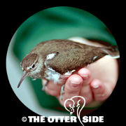 Common Sandpiper