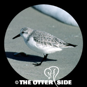 Sanderling