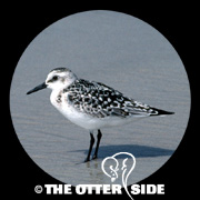 Sanderling