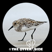 Sanderling