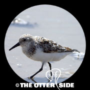 Sanderling