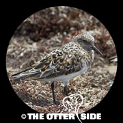 Sanderling